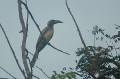 Grey Hornbill